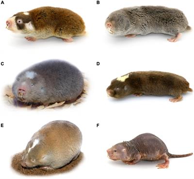 Clocks Ticking in the Dark: A Review of Biological Rhythms in Subterranean African Mole-Rats